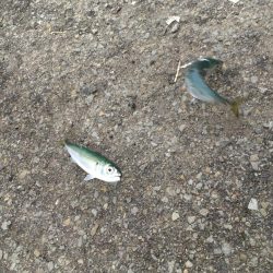 夕マヅメのジグサビキ